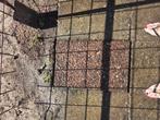 Grindtegels , rood, 60 bij 40, Tuin en Terras, Ophalen, Gebruikt, 10 m² of meer, Grind