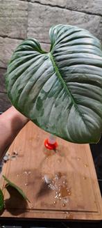Philodendron Sodiroi, Huis en Inrichting, Kamerplanten, Overige soorten, Minder dan 100 cm, Groene kamerplant, Halfschaduw
