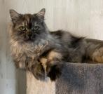 kruising britse langhaar kitten, nog 1 beschikbaar, Dieren en Toebehoren, Katten en Kittens | Raskatten | Langhaar, Meerdere dieren