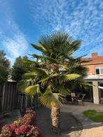 Grote Palmboom - ca. 4 meter, Bloeit niet, Palmboom, 400 cm of meer, Ophalen