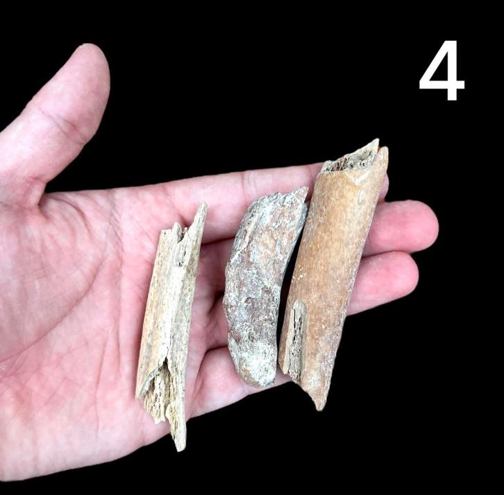 Holenbeer ribben Oostenrijk 4, Verzamelen, Mineralen en Fossielen, Fossiel, Ophalen of Verzenden