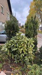 Diverse taxus en coniferen., Ophalen, Bloeit niet, Halfschaduw, Overige soorten