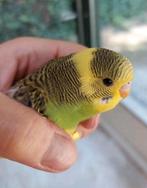 Nakweek grasparkieten uit buitenvolière, Dieren en Toebehoren, Meerdere dieren, Parkiet