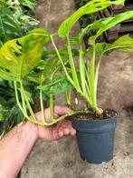 Monstera adansonii Aurea Variegata - Bijzonder!, Huis en Inrichting, Kamerplanten, Ophalen of Verzenden