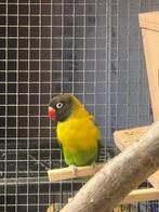 Bewezen koppel Agapornis personatus personata, Dieren en Toebehoren, Meerdere dieren, Dwergpapegaai of Agapornis