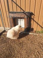 Zijdehoender kriel kip wit, Dieren en Toebehoren, Pluimvee, Vrouwelijk, Kip