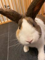 Hollander Konijn Bobby, Dieren en Toebehoren, Mannelijk, 3 tot 5 jaar