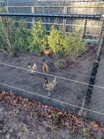 Broedeieren uilebaard en brabanter, Dieren en Toebehoren, Geslacht onbekend, Kip