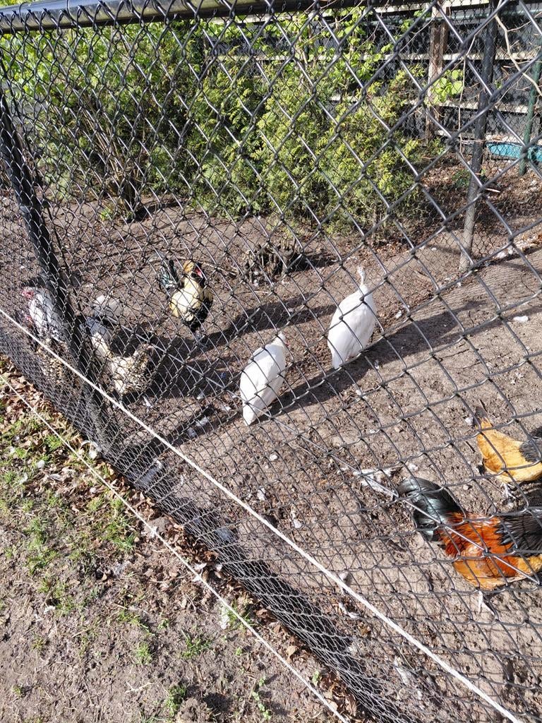 2 witte parelhoenders, Dieren en Toebehoren, Pluimvee, Kip