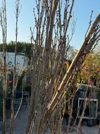 Japanse sierkers meerstammig pak de bloesem mee koop nu !!!!, Overige soorten, 250 tot 400 cm, Zomer, Ophalen