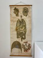 Schoolkaart, Antiek en Kunst, Antiek | Schoolplaten, Ophalen of Verzenden, Aardrijkskunde