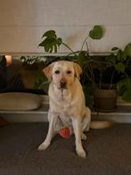 Oppas voor Jack, Particuliere oppas