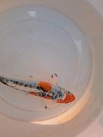 Mooie koi., Dieren en Toebehoren, Vissen | Vijvervissen, Karper of Koi