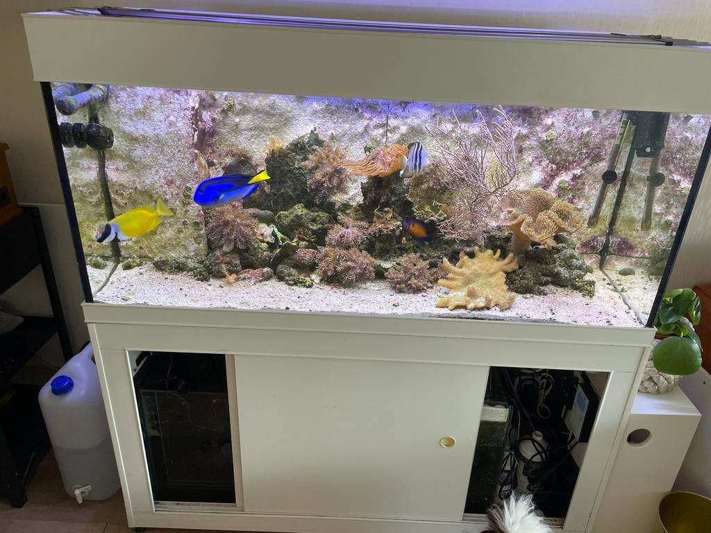 Compleet zeeaquarium, Ophalen of Verzenden, Zo goed als nieuw, Gevuld zeewateraquarium