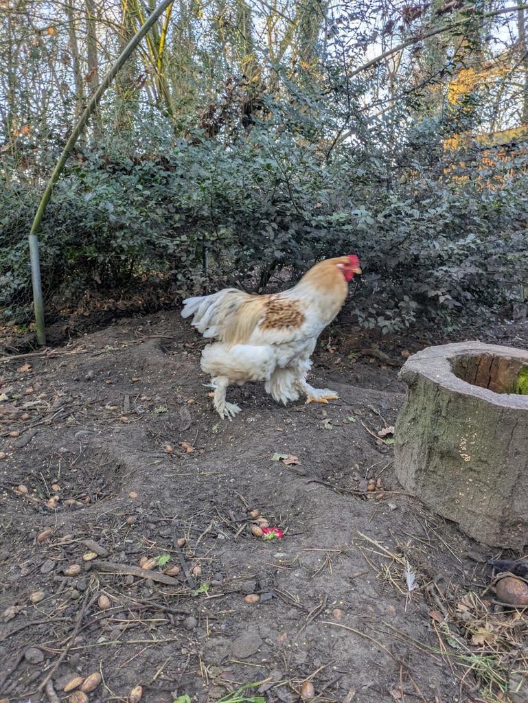 Brahma haan, Dieren en Toebehoren, Mannelijk, Kip
