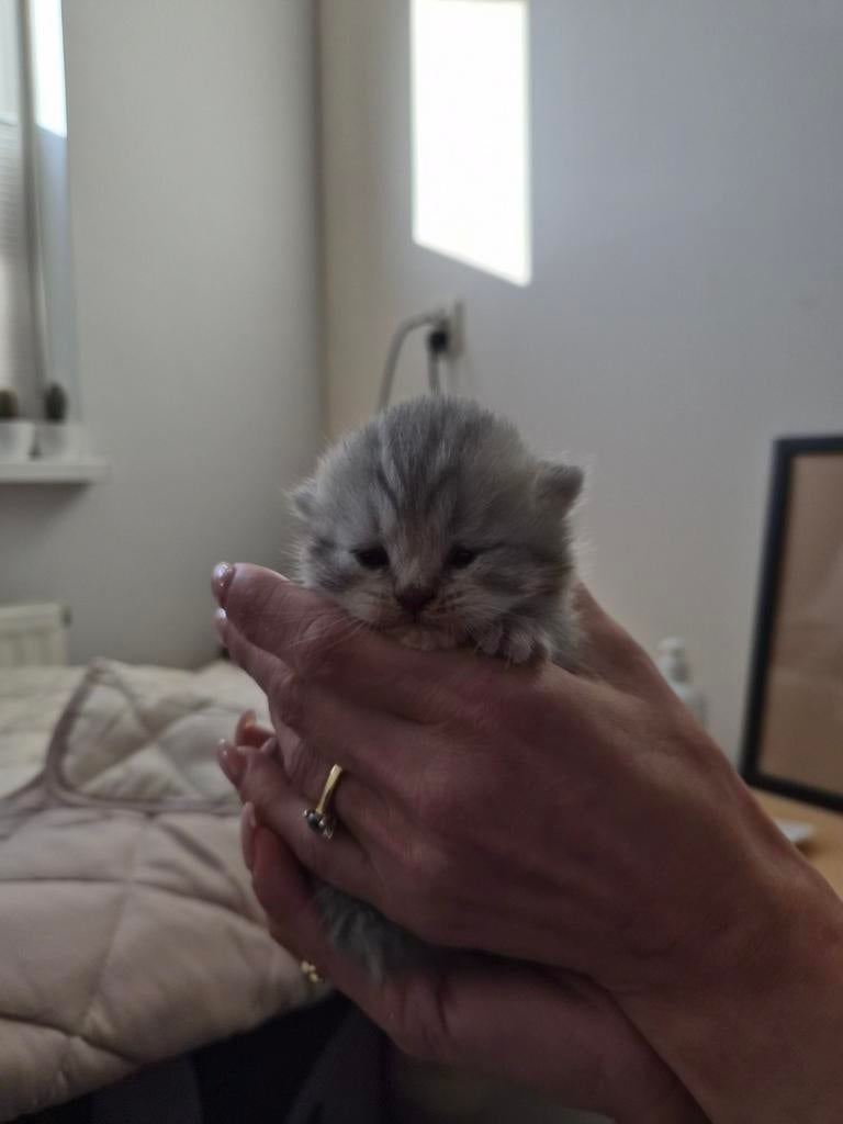 Perzische brittisch kittens, Dieren en Toebehoren, Ontwormd