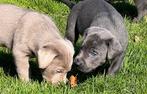 Charcol en Lilac labrador pups, Parvo, 8 tot 15 weken, Labrador retriever, Meerdere