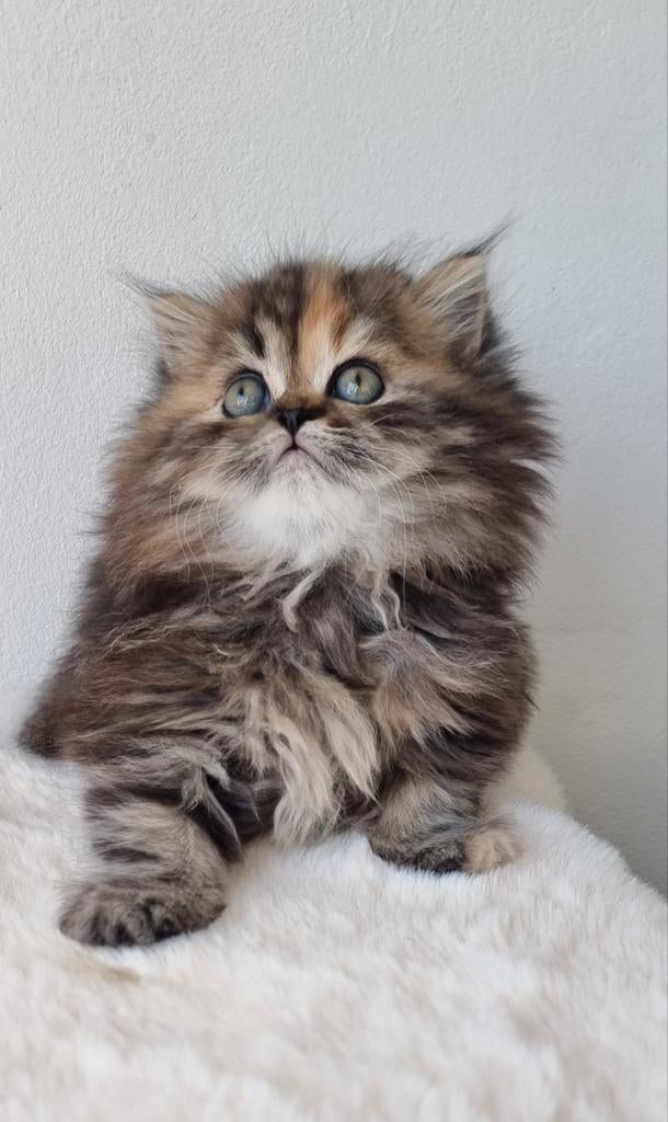 British long-haired kitten, Dieren en Toebehoren, Katten en Kittens | Raskatten | Korthaar