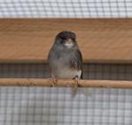 Glosters mannen gladkop. 2025, Mannelijk, Postuurkanarie