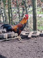 Ayam ketawa  haan ( lachhaan ), Dieren en Toebehoren, Pluimvee, Mannelijk, Kip