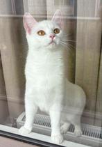 Halve britse korthaar!, Dieren en Toebehoren, Katten en Kittens | Overige Katten, Poes