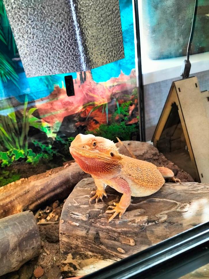 Baardagaam met terrarium en toebehoren Bearded Dragon - unknown for sale from Carlijn