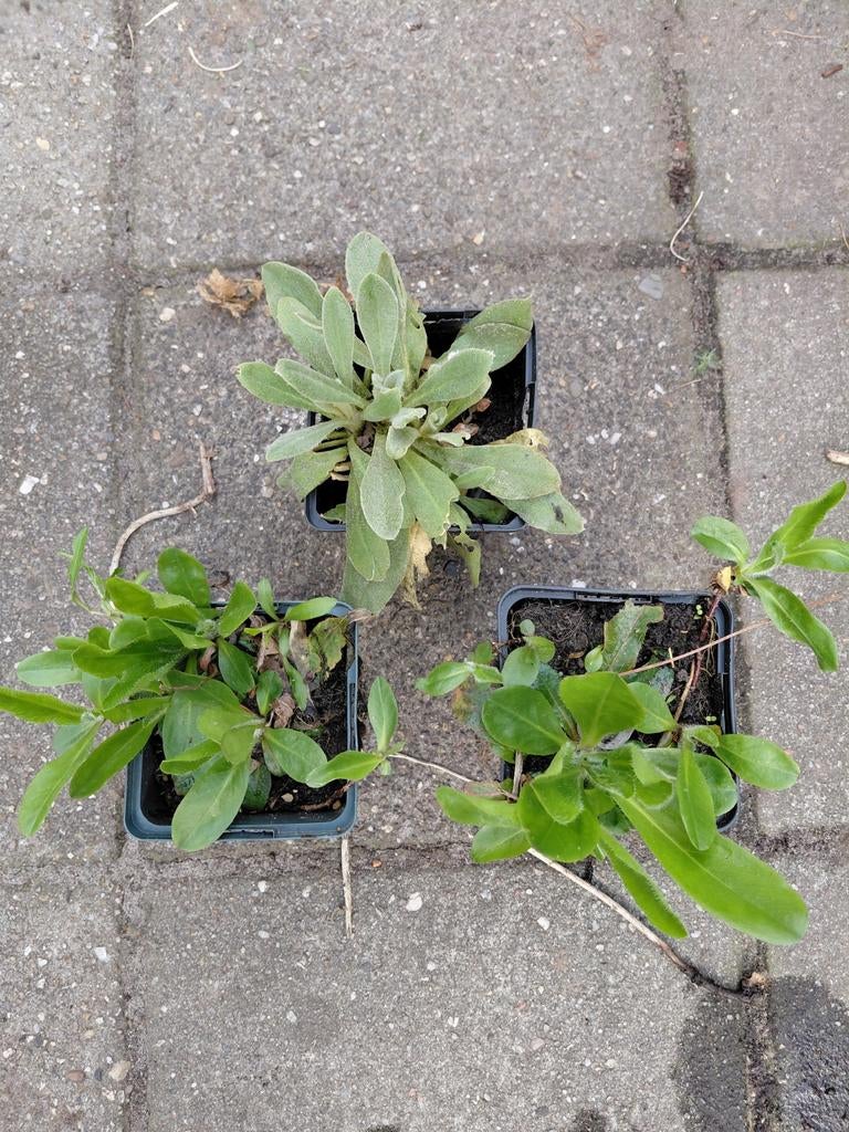 Havikskruid prikneus, Tuin en Terras, Planten | Tuinplanten, Ophalen, Eenjarig, Groenteplanten, Volle zon