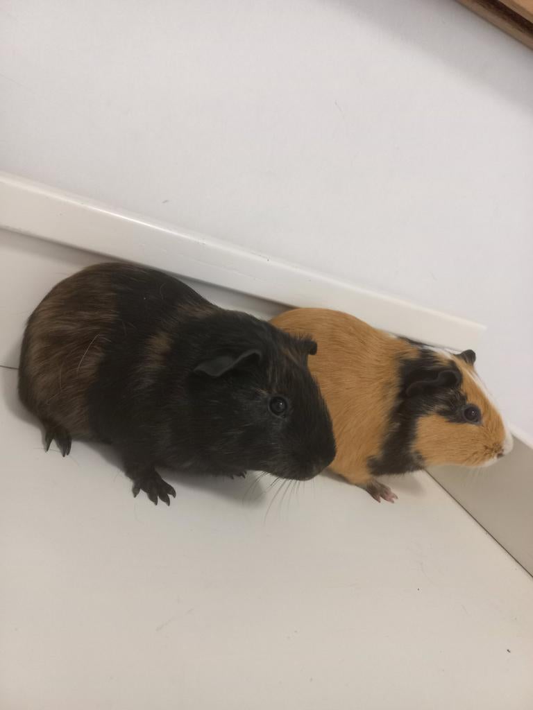 Jonge cavia's te koop!, Dieren en Toebehoren, Knaagdieren, Cavia, Februari, Mannelijk, Tam