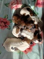 Kooiker pups zoeken liefdevol thuis ️, Dieren en Toebehoren, Honden | Jack Russells en Terriërs, Overige rassen, 8 tot 15 weken