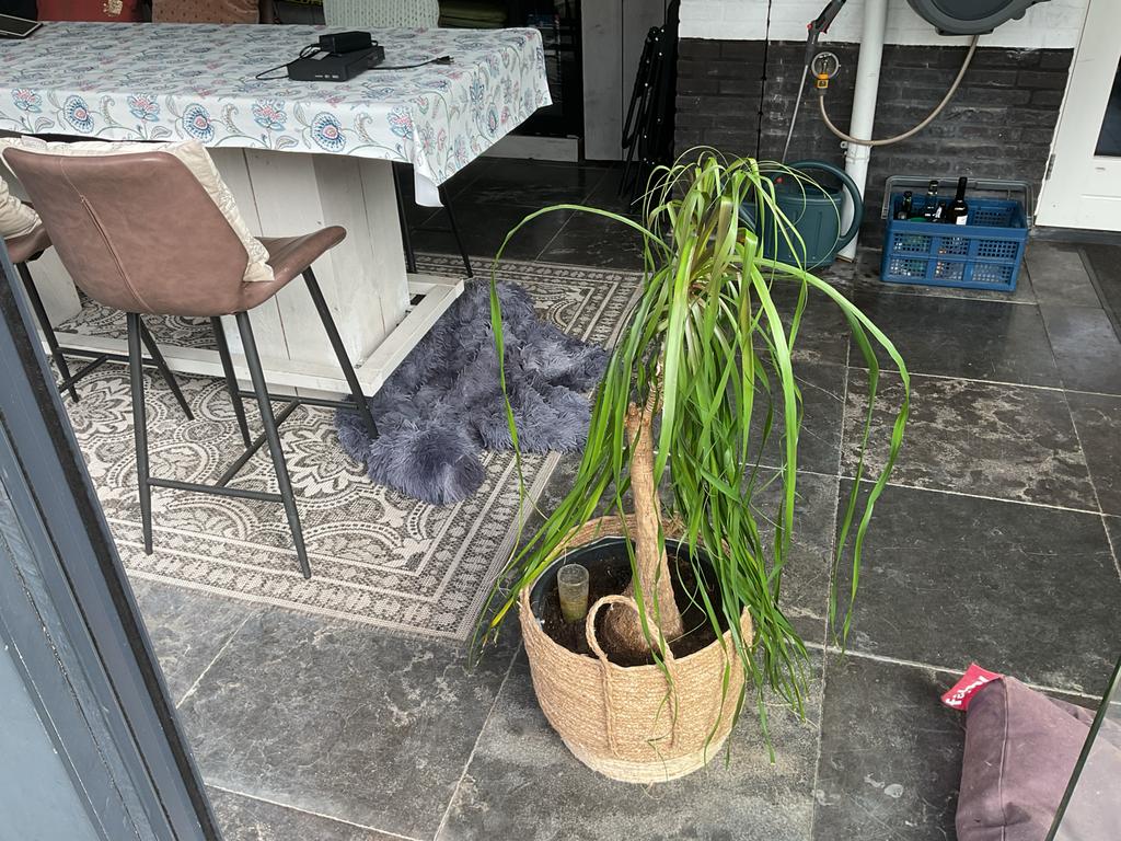 Beaucarnea (olifantenpoot) in rieten mand, Ophalen, 100 tot 150 cm, Overige soorten, Halfschaduw