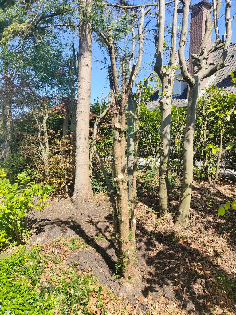 Taxus stammetje voor b. v. pijl en boog of decoratie, Ophalen, 50 mm of meer, Pallet, Minder dan 200 cm