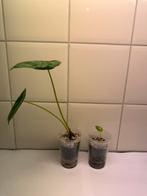 Alocasia silver dragon, Ophalen of Verzenden, Halfschaduw, Minder dan 100 cm