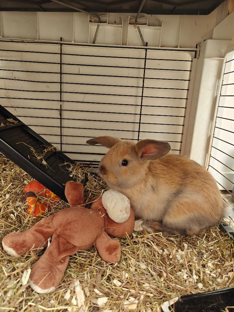 Konijnen, Dieren en Toebehoren, Konijnen, Mannelijk, Dwerg, Hangoor, 0 tot 2 jaar