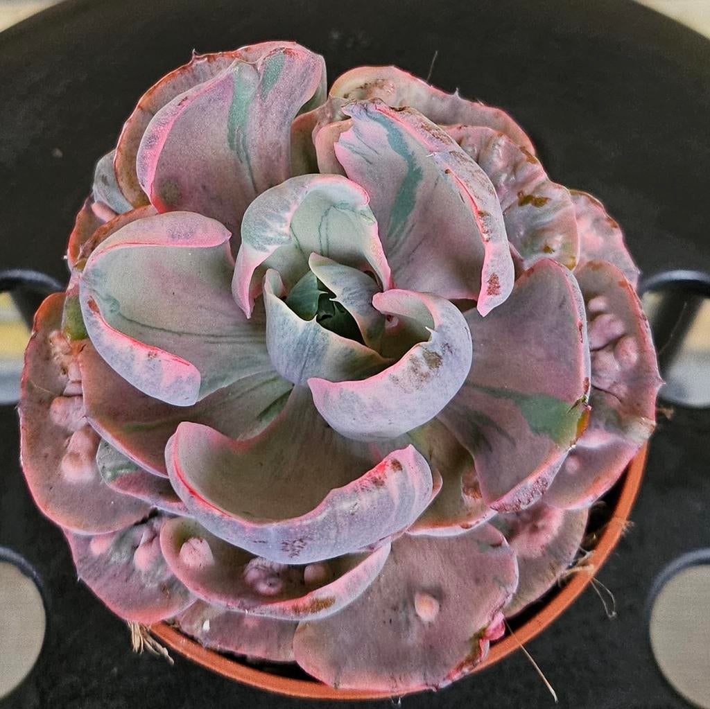 Echeveria Beyonce variegated pot 10cm vetplant succulent, Vetplant, Ophalen of Verzenden, In pot, Minder dan 100 cm