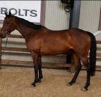 Super brave 7 jarige allround merrie, Merrie, B, 7 tot 10 jaar, 160 tot 165 cm