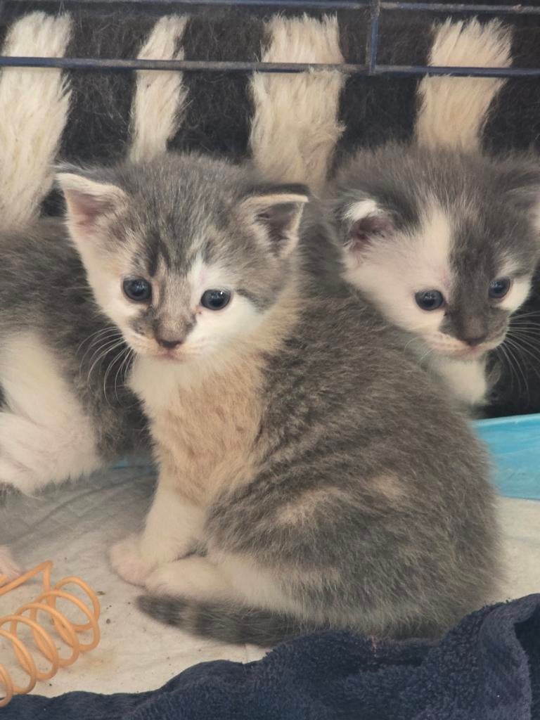 Mainecoon x, Dieren en Toebehoren, Katten en Kittens | Raskatten | Langhaar, Poes