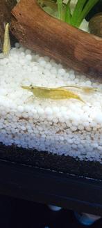 Garnalen, Kreeft, Krab of Garnaal