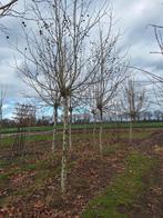Dikke Platanen, Platanus Hispanica stamomtrek ca. 30-40cm, Ophalen, Volle zon, Overige soorten