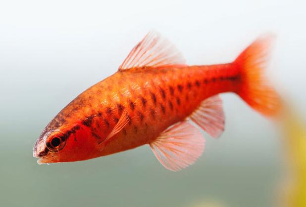 Puntius titteya Kersenbarbeel- Koidreams Valburg