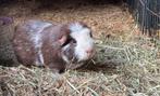 Cavia beer engelse kruin, Januari, Mannelijk, Cavia