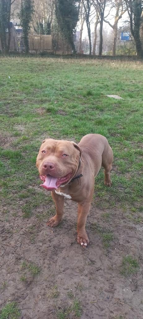 Bully Dekreu, Reu, 1 tot 2 jaar, Parvo, Eén hond