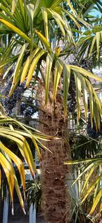 Zaden Winterharde Palmboom  -, Ophalen, Gehele jaar, Volle zon