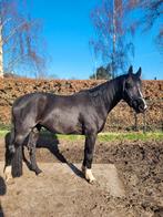 Te koop: Walton FVE (Tommy) – 9-jarige zwarte ruin, Dieren en Toebehoren, Paarden, Ruin, Recreatiepaard
