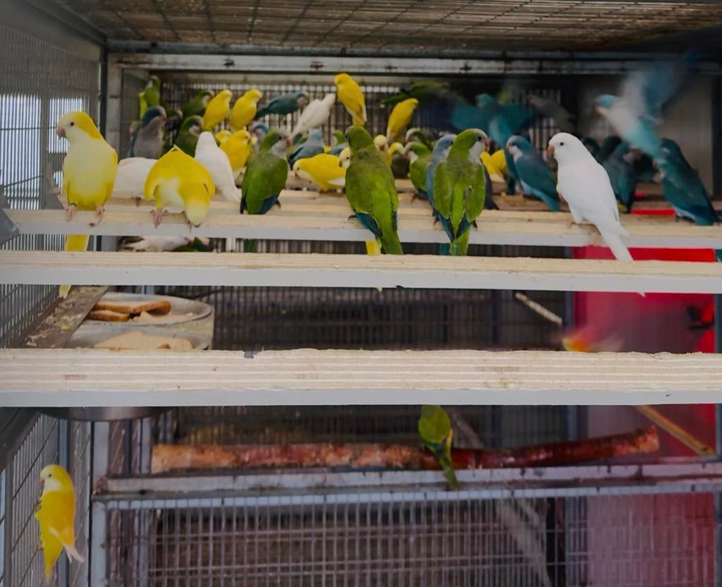 muisparkieten opvang met soortgenoten in voilleres, Meerdere dieren, Parkiet