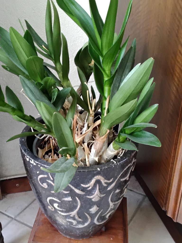 Orchideēn Plant Dendrobium, Huis en Inrichting, Kamerplanten, Ophalen of Verzenden, Halfschaduw, Minder dan 100 cm