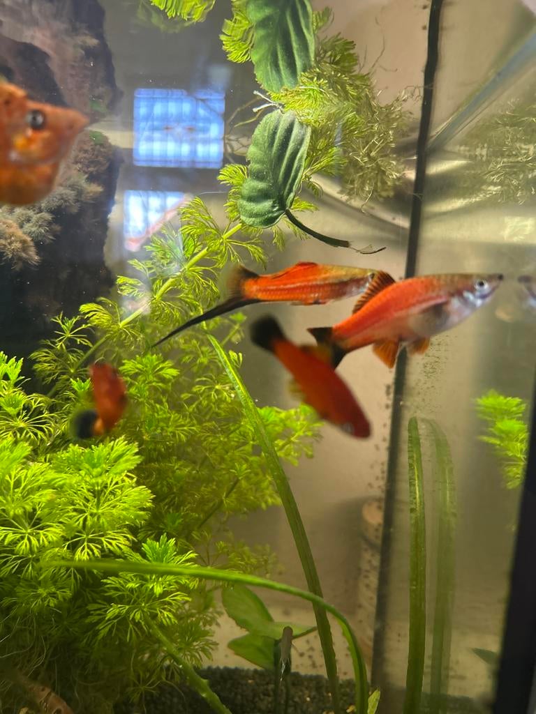 Zwaarddrager broed meerdere beschikbaar, Dieren en Toebehoren, Vis, Zoetwatervis