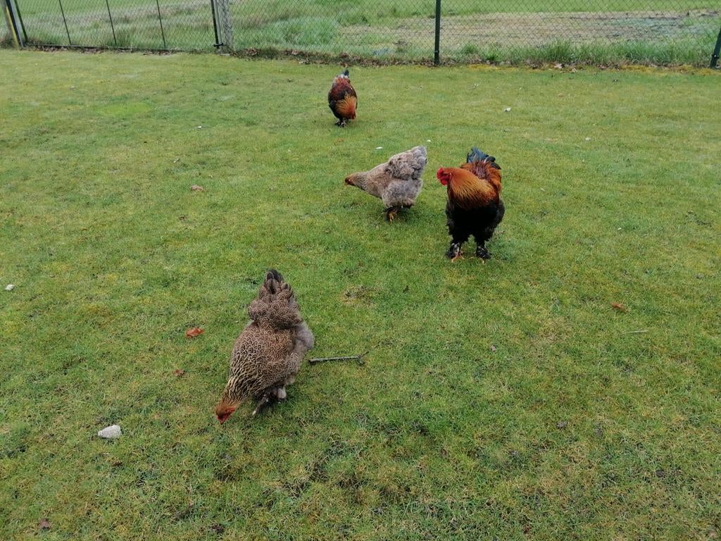Broedeieren  Brahma Meerzomig patrijs en Meerzomig Blauwpatr, Dieren en Toebehoren, Pluimvee