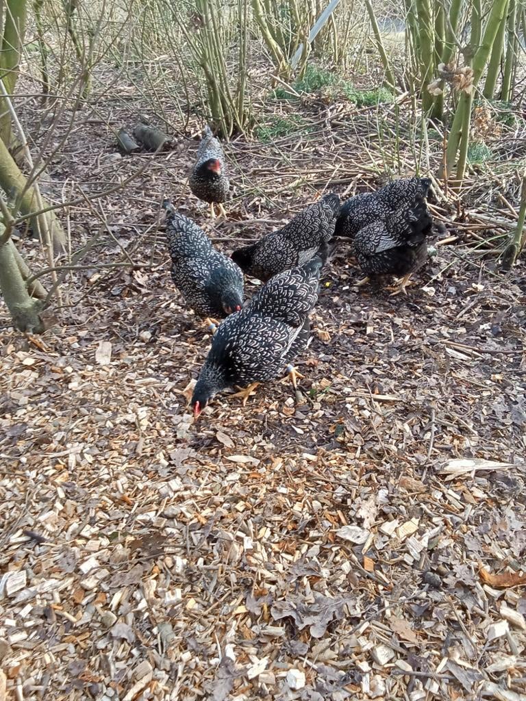 Barnevelder kriel zilver., Dieren en Toebehoren, Pluimvee, Vrouwelijk, Kip