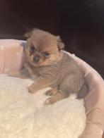 Pomchi puppy nog 1 beschikbaar, Overige rassen, 8 tot 15 weken, Parvo, Meerdere