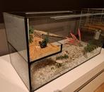 Aquarium schildpadden knaagdieren glazen bak terrarium, Dieren en Toebehoren, Ophalen